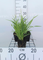 Hemerocallis 'Lemon Bells'   pot 9x9 cm