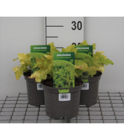 Heuchera 'Lime Marmelade'   pot 2L  