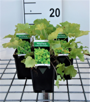 Heuchera 'Lime Marmelade'   pot 9x9 cm  