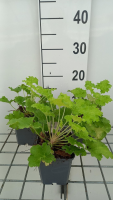Heuchera 'Lime Rickey'   pot 9x9 cm  