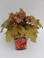 Heuchera 'Marmalade'   pot 2L