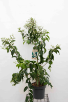 Heptacodium miconioides   pot 12L   100 125 cm