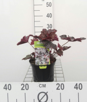 Heuchera micrantha 'Palace Purple'   pot 2L  
