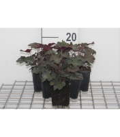 Heuchera micrantha 'Palace Purple'   pot 9x9 cm  
