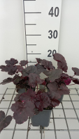 Heuchera 'Midnight Rose'   pot 9x9 cm