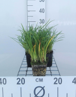 Hemerocallis 'Mini Stella'   pot 9x9 cm