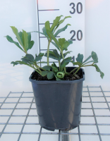 Helleborus niger   pot 2L