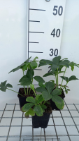 Helleborus orientalis Red Hybrids   pot 9x9 cm