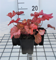 Heuchera 'Paprika'   pot 9x9 cm