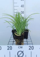 Hemerocallis 'Pink Damask'   pot 9x9 cm  