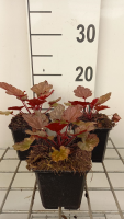 Heuchera 'Peach Flambé'   pot 9x9 cm  