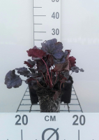 Heuchera 'Plum Pudding'   pot 9x9 cm