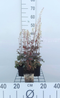 X Heucherella 'Quicksilver'   pot 9x9 cm