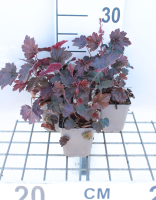 Heuchera 'Rachel'   pot 9x9 cm