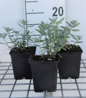 Helianthemum 'Raspberry Ripple'   pot 9x9 cm  