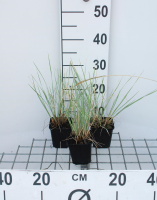 Helictotrichon sempervirens   pot 9x9 cm