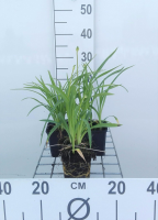 Hemerocallis 'Stella de Oro'   pot 9x9 cm