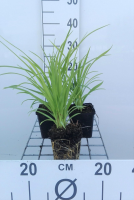 Hemerocallis 'Sammy Russell'   pot 9x9 cm  