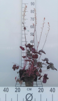 Heuchera 'Silver Scrolls'   pot 9x9 cm  