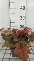 X Heucherella 'Sweet Tea'   pot 9x9 cm