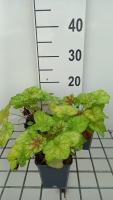 Heuchera 'Tiramisu'   pot 9x9 cm