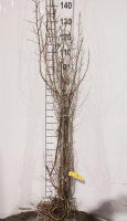Hippophae rhamnoides   blote wortel   40 60 cm