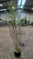 Hippophae rhamnoides   pot 20L   125 150 cm