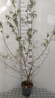 Hippophae rhamnoides   pot 2L   50 60 cm  