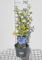 Hibiscus syriacus 'Notwood3' (Blue Chiffon)   pot   40 60 cm  