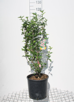 Hibiscus syriacus 'Hamabo'   pot 12L   80 100 cm