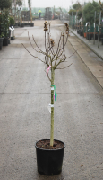 Hibiscus syriacus 'Hamabo'   pot 15L   halfstam boom