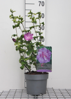 Hibiscus syriacus 'Notwoodone' (Lavender Chiffon)   pot   40 60 cm  