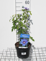 Hibiscus syriacus 'Marina'   pot   40 60 cm  