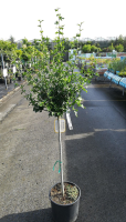 Hibiscus syriacus 'Oiseau Bleu'   pot 15L   halfstam boom