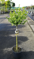 Hibiscus syriacus 'Totus Albus'   pot 15L   halfstam boom