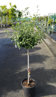 Hibiscus syriacus 'Woodbridge'   pot 15L   halfstam boom