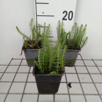 Hippuris vulgaris   pot 9x9 cm  