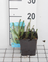 Hippuris vulgaris   pot 11x11 cm