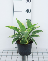 Hosta 'Fortunei Aureomarginata'   pot 3L