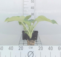 Hosta 'Blue Angel'   pot 9x9 cm