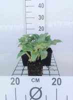 Hosta 'Blue Cadet'   pot 9x9 cm  