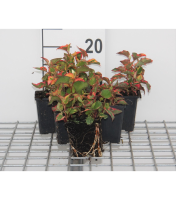Houttuynia cordata 'Chameleon'   pot 9x9 cm  