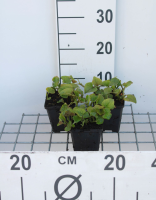 Houttuynia cordata   pot 9x9 cm  