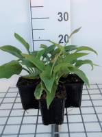 Hosta 'Fortunei Albopicta'   pot 9x9 cm