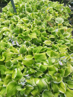 Hosta 'Fragrant Bouquet'   pot 9x9 cm