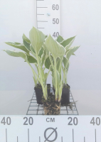 Hosta 'Francee'   pot 9x9 cm  