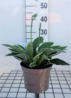 Hosta 'Francee'   pot 3L  
