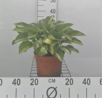 Hosta 'Gypsy Rose'   pot 3L