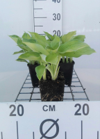 Hosta 'Gold Standard'   pot 9x9 cm
