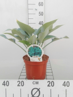 Hosta 'Halcyon'   pot 3L  